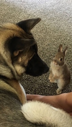 Mike K. with Dog and Rabbit